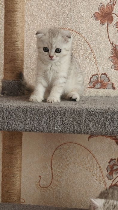 Shinshile lar sotiladi