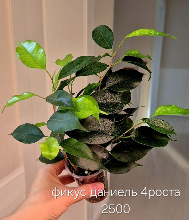 Фикус альбомаргината , блек даймонт