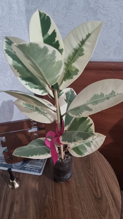 Комнатные цветы без удабрений