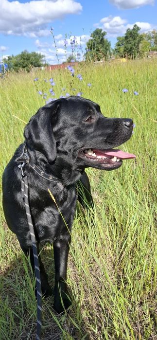 Вязка Парень Лабрадор ищет невесту