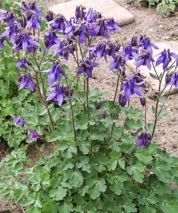 Саженцы, клубника, цветы