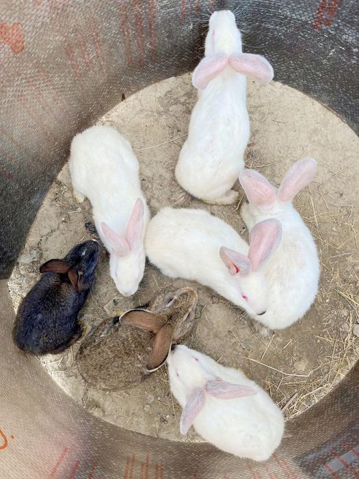 Vând iepuri, rasă hycole francez