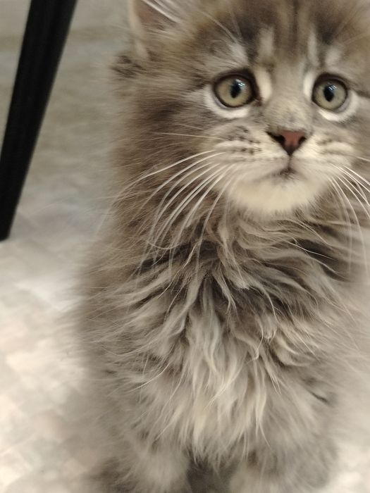 В разведение девочка мейн -кун полидакт