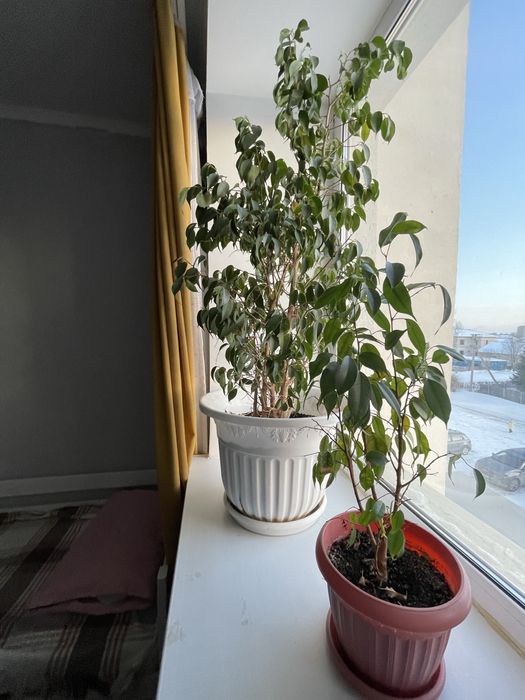 Продам комнатные цветы СРОЧНО