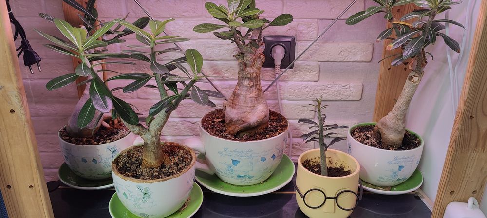 Адениум - роза пустыни