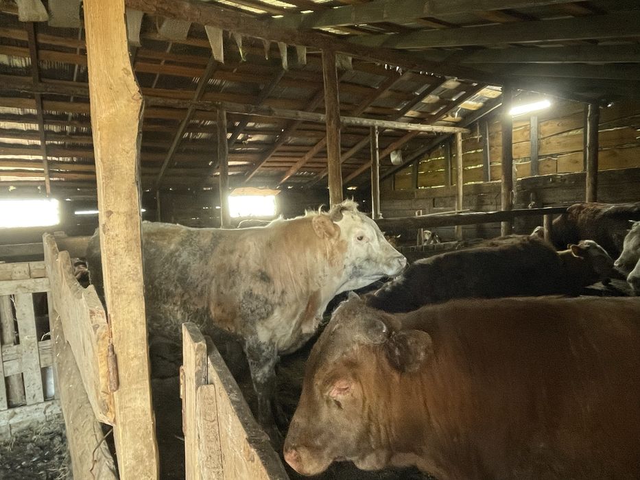 Продам бык Букалар 21 бас