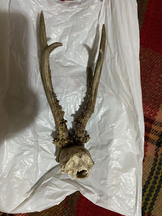 Рога от сръндак,с част от черепа 30 €
