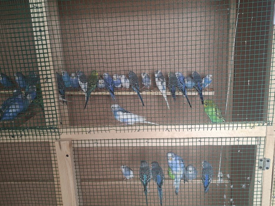 Papugay to‘tilar sotiladi