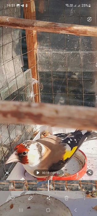 Продам птицу щегла .