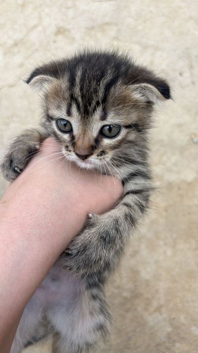 Вислоухий котёнок 1,5 мес мальчики