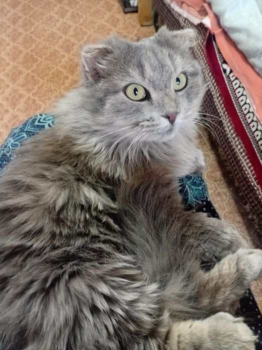 Стерилизованная кошечка Чубака. Читать описание