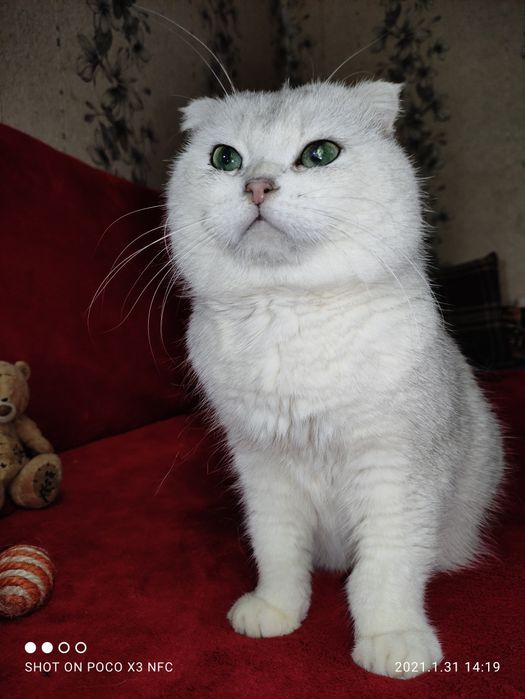 Скотиш Фолд Шиншиллы на вязку