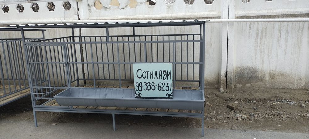 Katak Qòtan Quy Qòy