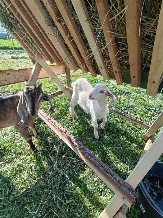 Vind capra cu 2 iezi Metisa  Anglo - Nubiana