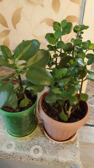 Продам комнатные цветы