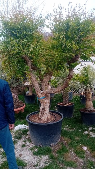 Tuia thuja smaragd diferite dimensiuni aclimatizate