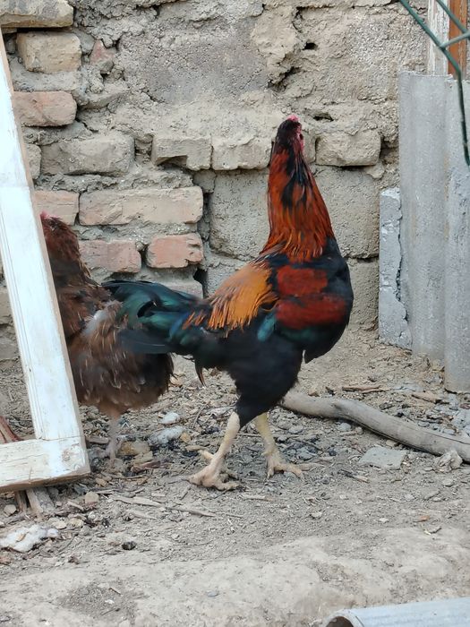 Dakan hóroz sotiladi