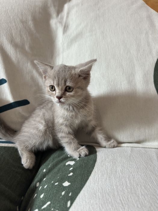 Котёнок британка
