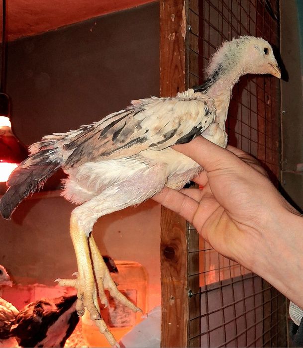 Продам бойцовых кур!