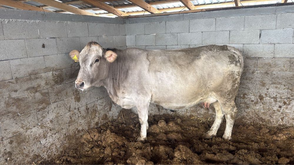 Коровы, КРС, телки