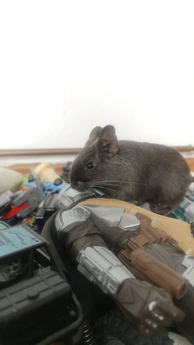 Donez pui veverite Degu