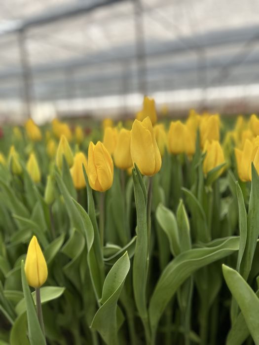 Тюльпаны оптом и в розницу