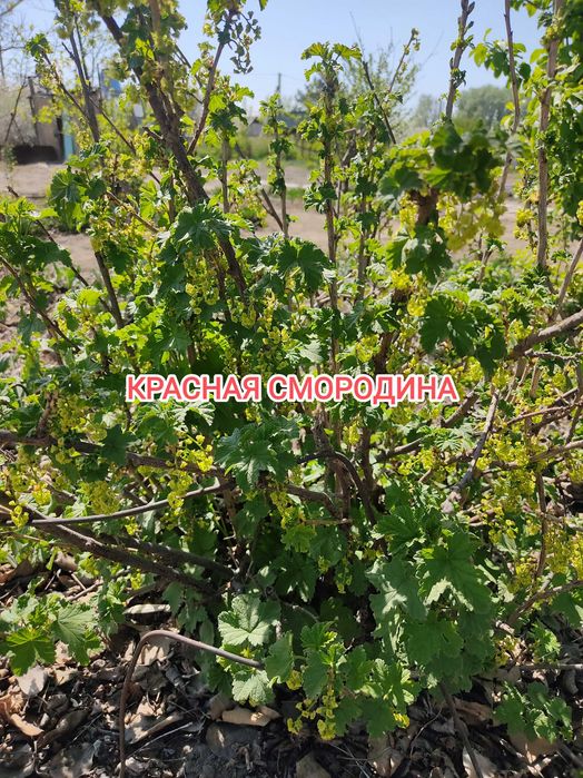 Продам дачу на Бобровке