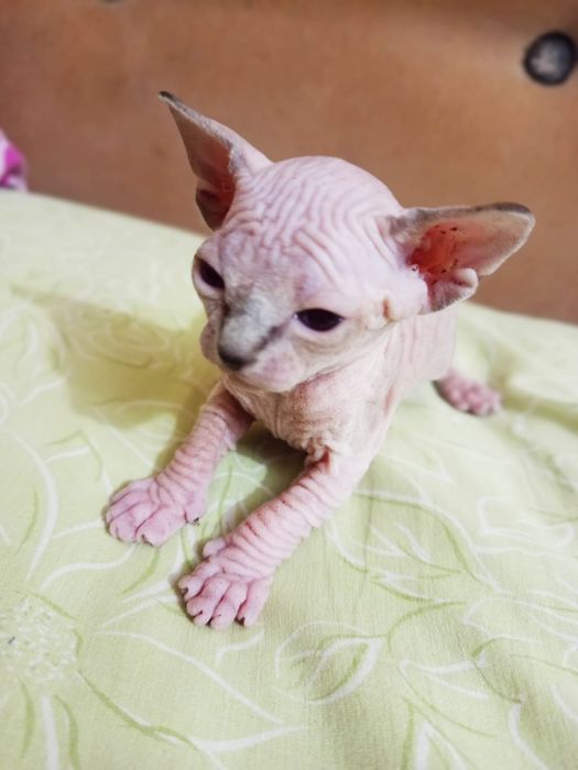 Продажа Сфинксов