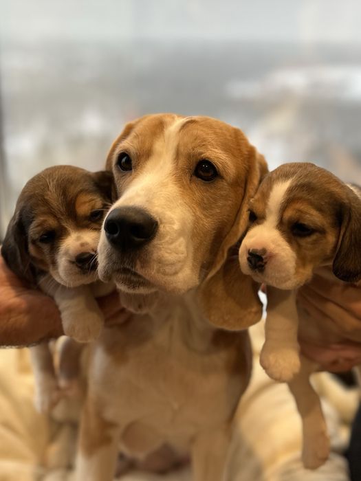 Щенки Бигля. Триколор