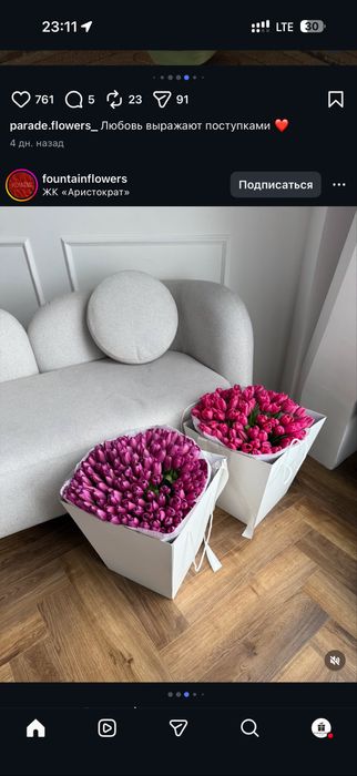 Тюльпаны Голландские