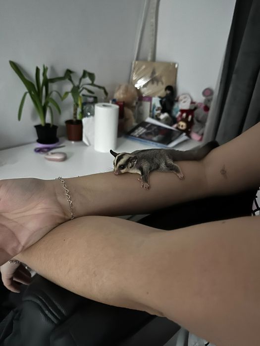 Veverița sugar glider