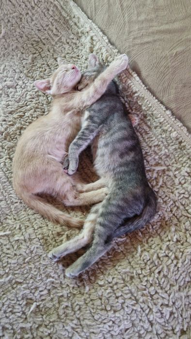 подарявам котенца