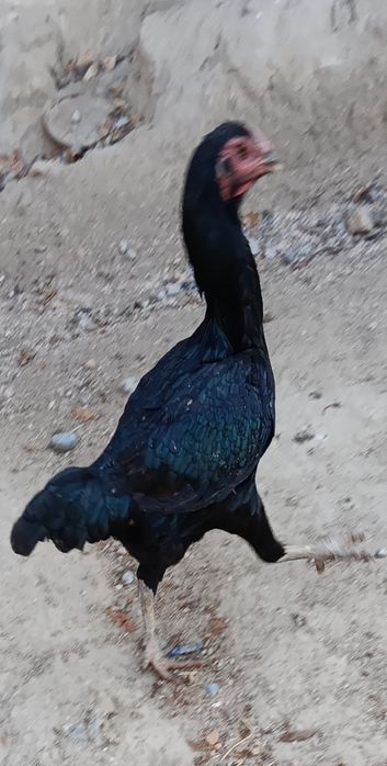 Дакан куланги сотилади брамаям бор