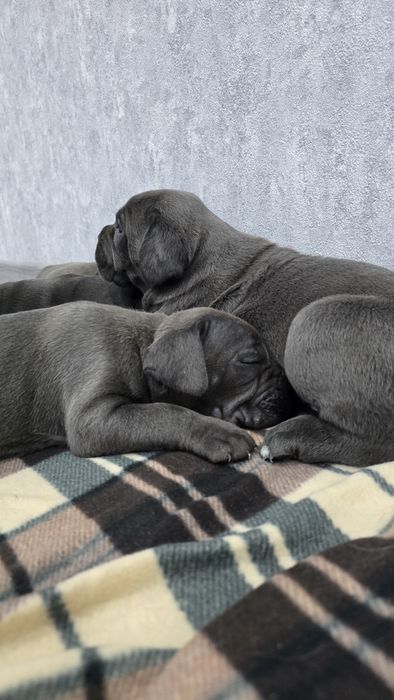 Щенки Кане-корсо