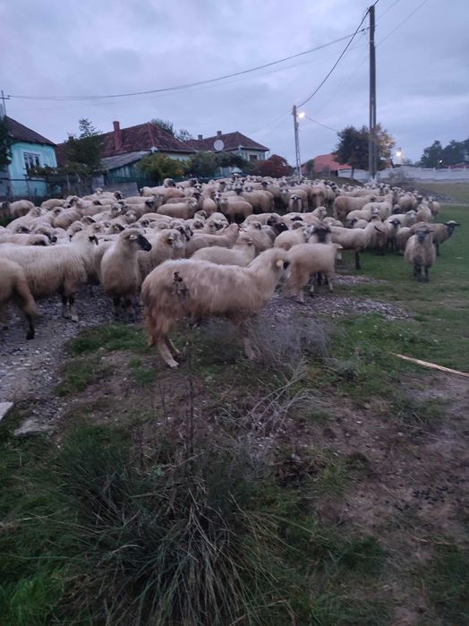 Vând 250 de oi țurcane