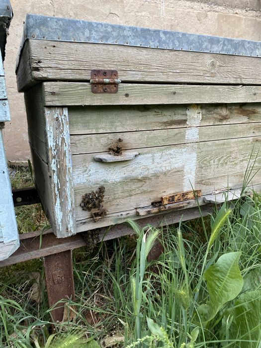 Продается осы с медом внутри, полный комплект с недогонкой