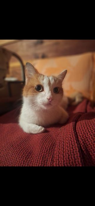 Котик бесплатно!