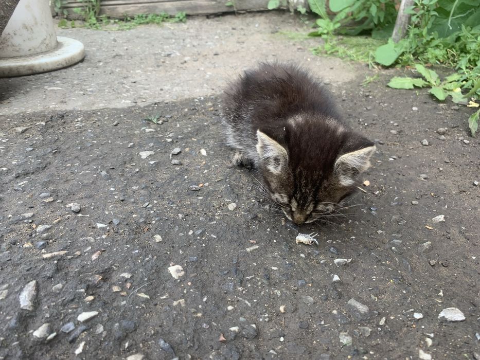 Отдам котят даром