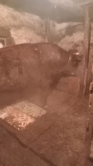 Бука сатылады хабарласыныздар