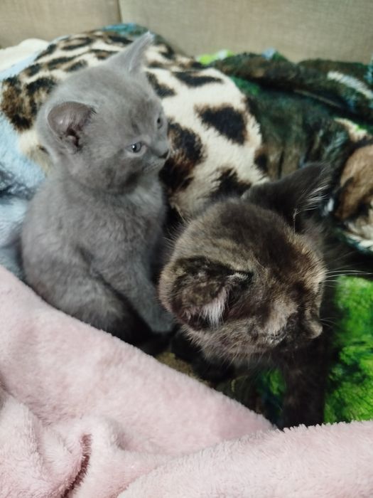 Подарю красивых котят