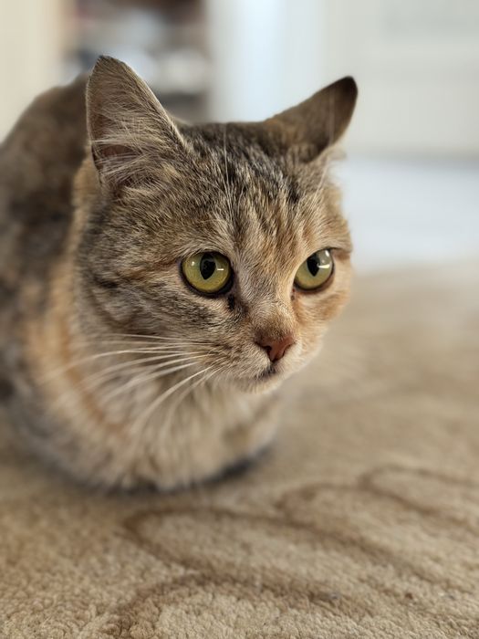 Ищем семью для котенка