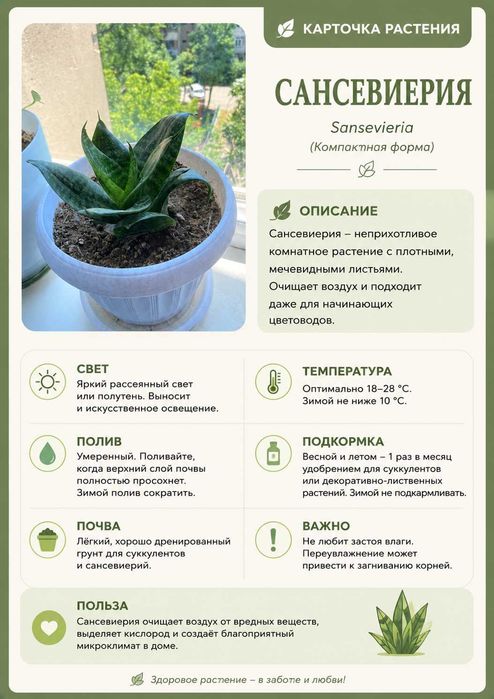 Продается сансевиерия