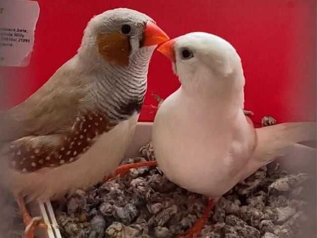 Vand zebre autraliene