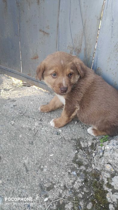 Подарявам малки кученца