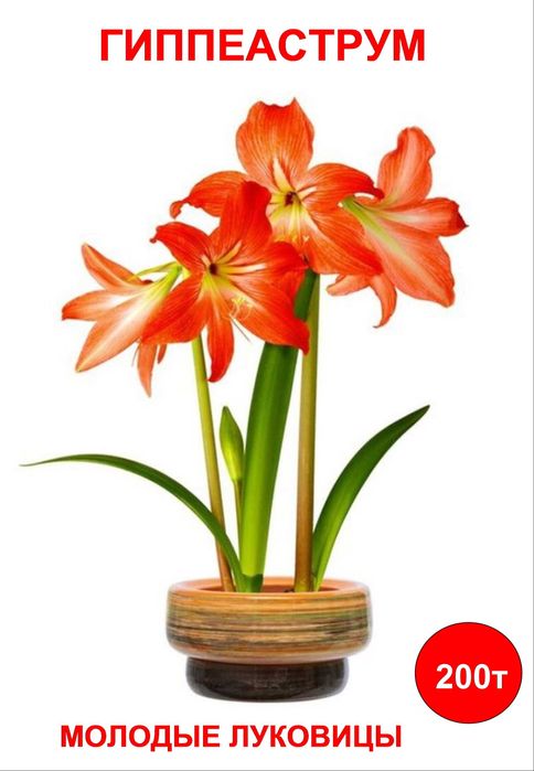 комнатные цветы гиппеаструм