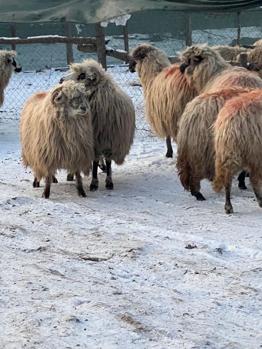 Vand oi gestante tinere