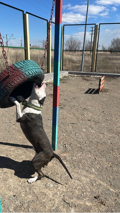 Продам 10000 питбуль с дакументами