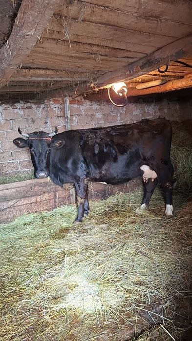 Vând vacă de țânere