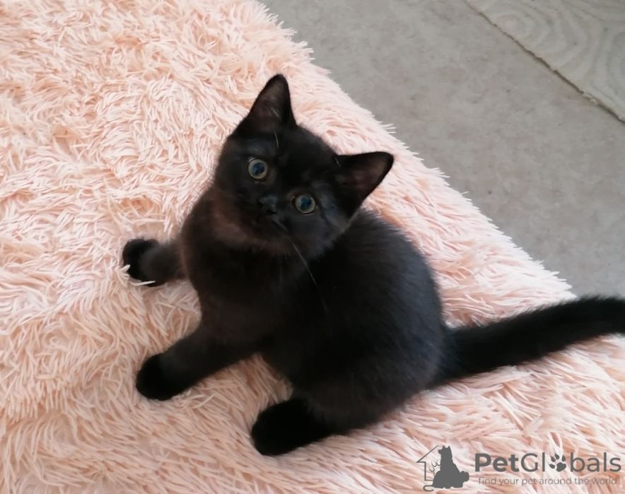 Британские котята