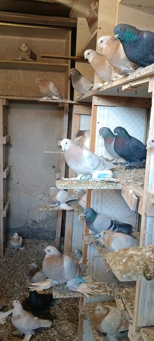 Продам голубей игровых